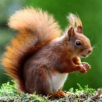 Squirrels4.jpg