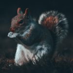 squirrel1.jpg